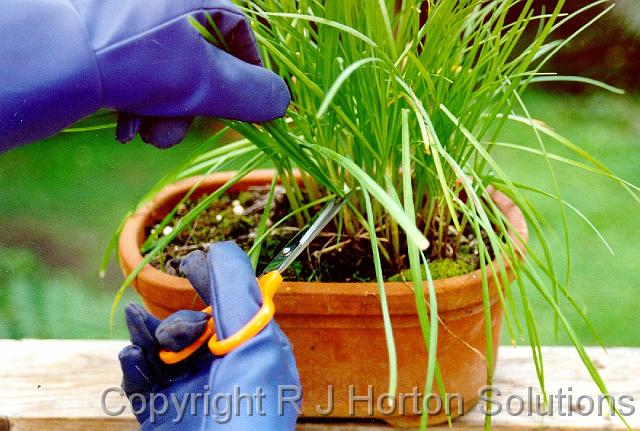 Chives Harvesting with gloves_2